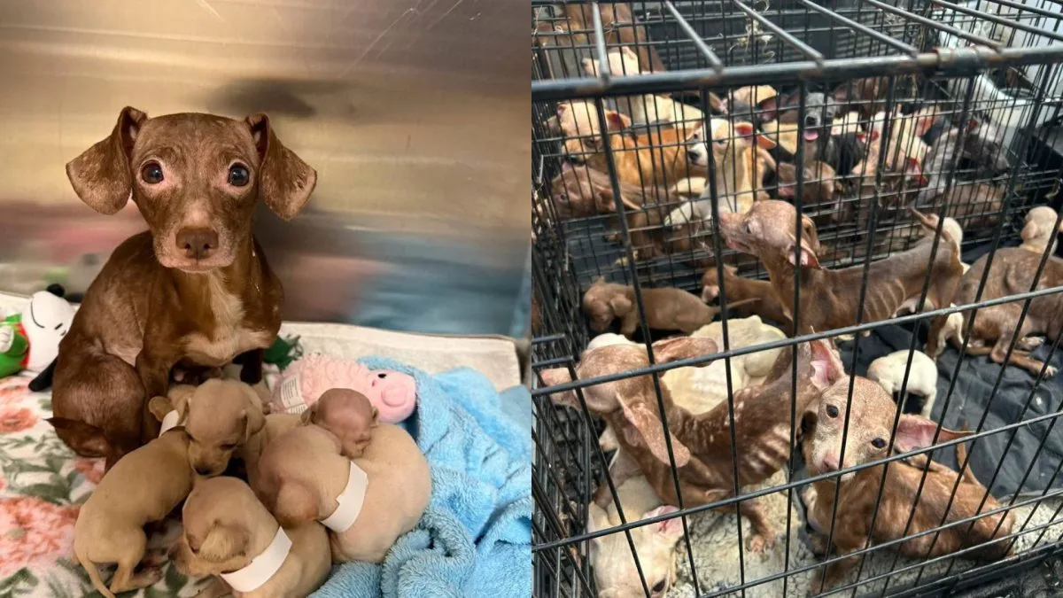 70 cães são encontrados amontoados em condições precárias dentro de trailer, mas a descoberta só acontece quando uma árvore cai sobre o imóvel