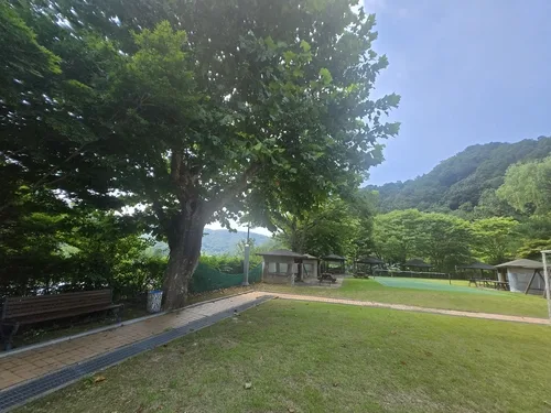 율리분교 지켰던 수령 65년 플라타너스, 목재호텔 건립에 활용