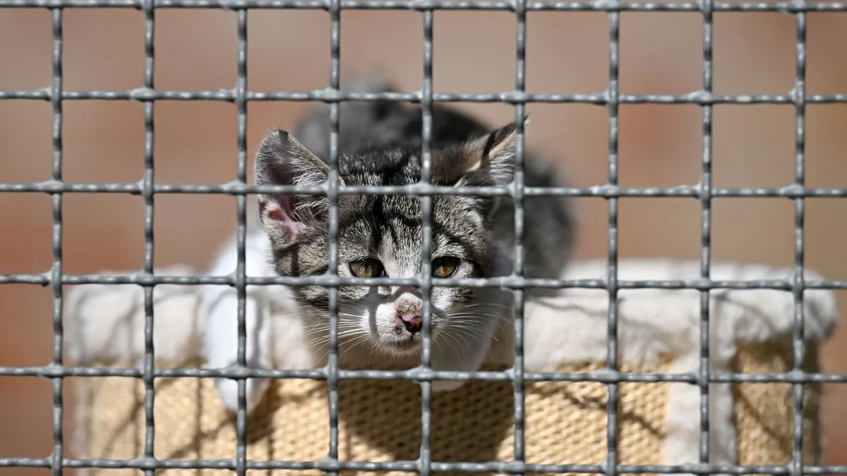 Tierhortung: Die Sucht, Tiere zu sammeln: „Animal Hoarding“ in Thüringen