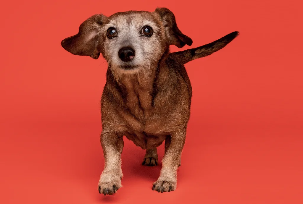 Precisamos falar sobre a velhice dos pets: veja dicas para que o seu viva mais e melhor