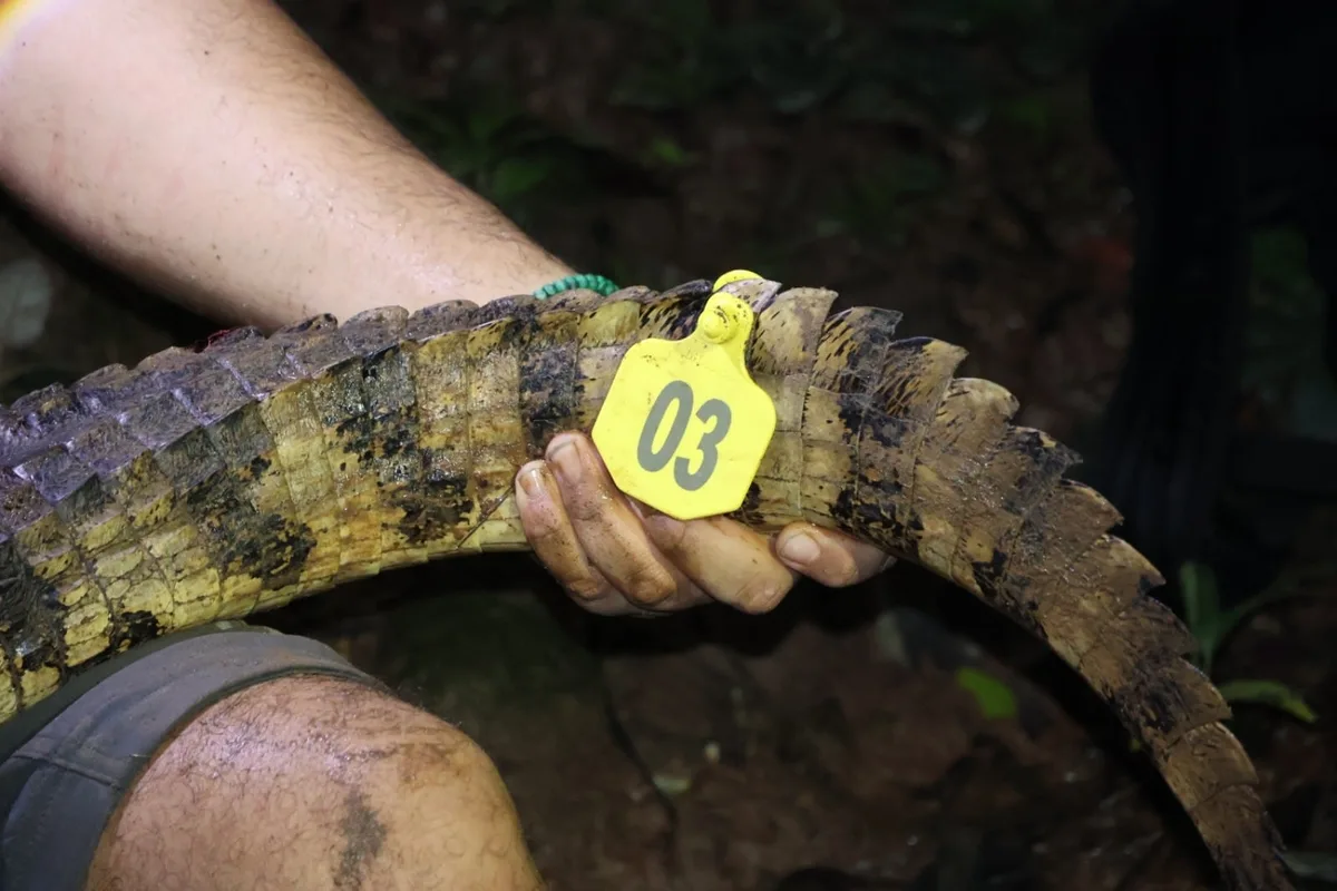 Transformación de hábitats y disponibilidad de alimentos favorecen concentración de cocodrilos en Panamá
