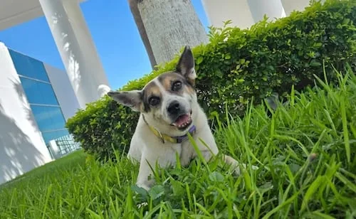 Con esquela y comunicado, Congreso de Tamaulipas lamenta fallecimiento de la perrita “Perrucha”; fue atropellada