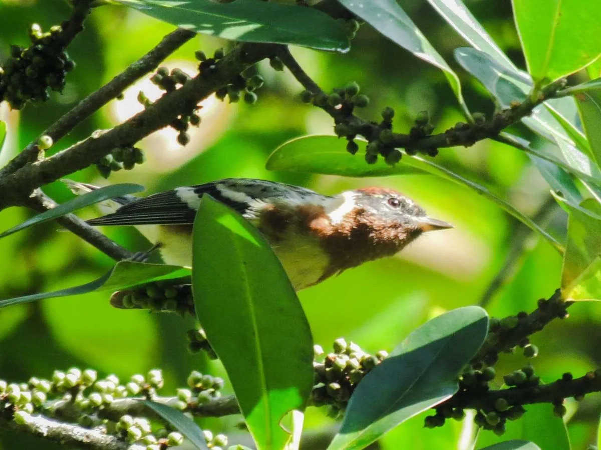 Venezuela alcanza el cuarto lugar mundial de avistamiento de aves durante el October Big Day 2026