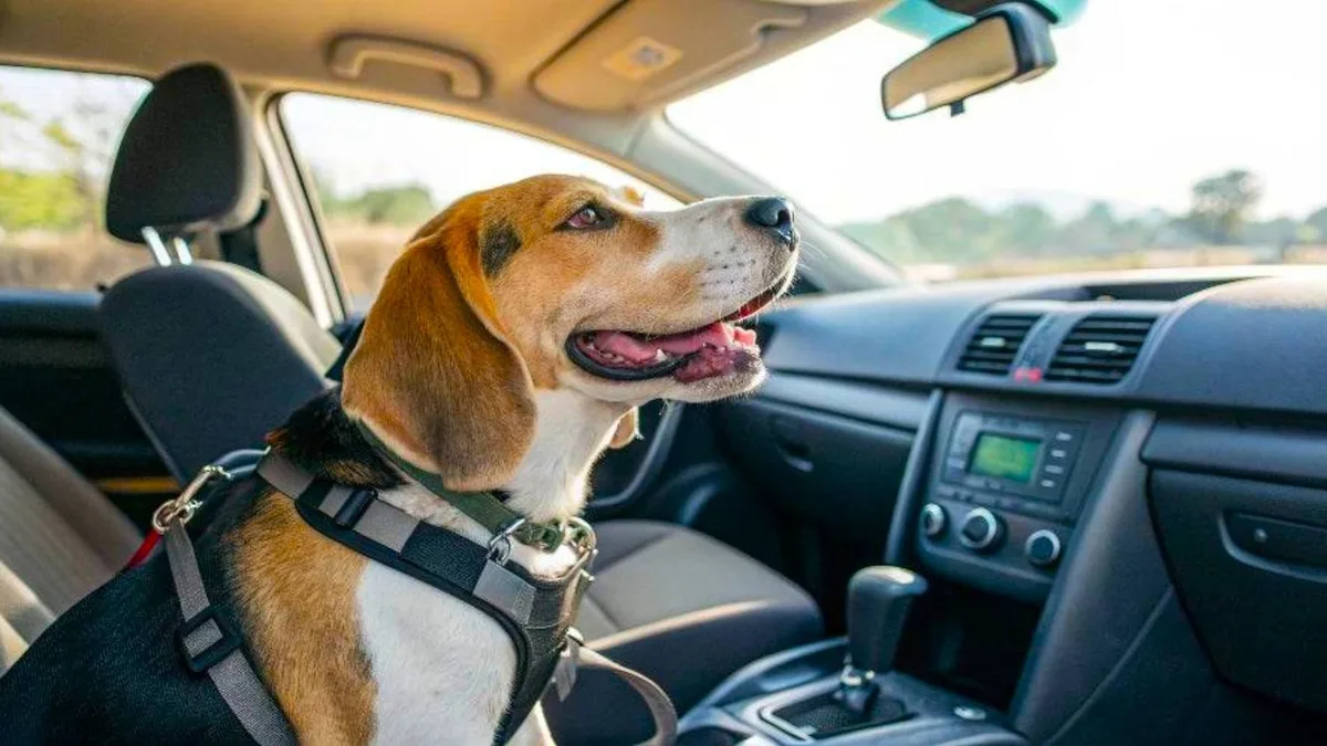 Entró en vigor: la Ley de Bienestar Animal prohíbe a los dueños particulares dejar solos a sus mascotas en el coche