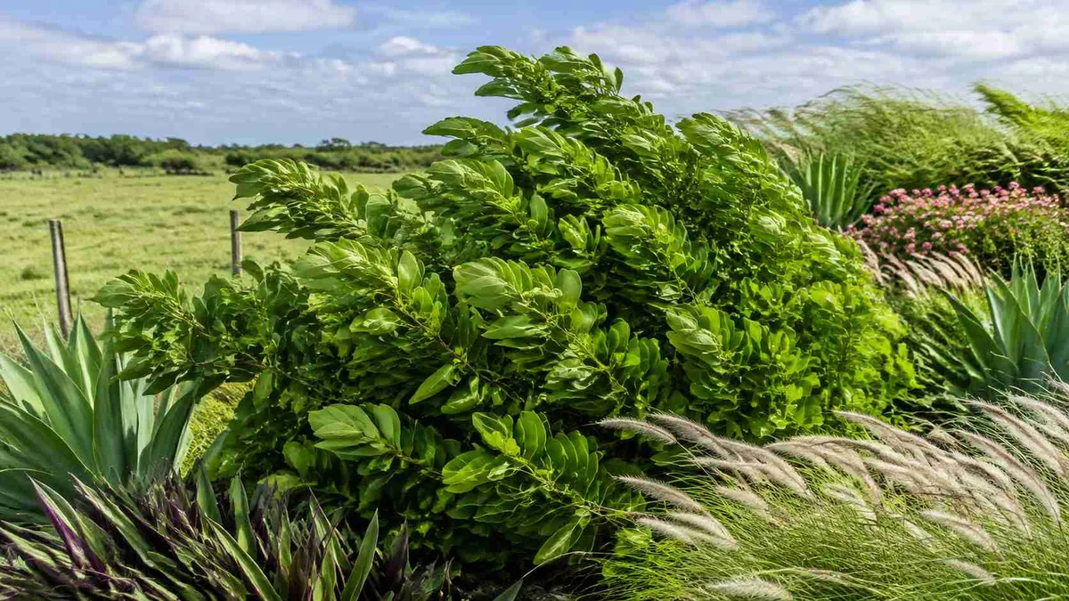 11 plantas que suportam vento forte sem perder o vigor e são excelentes opções para quintais, sítios e áreas abertas