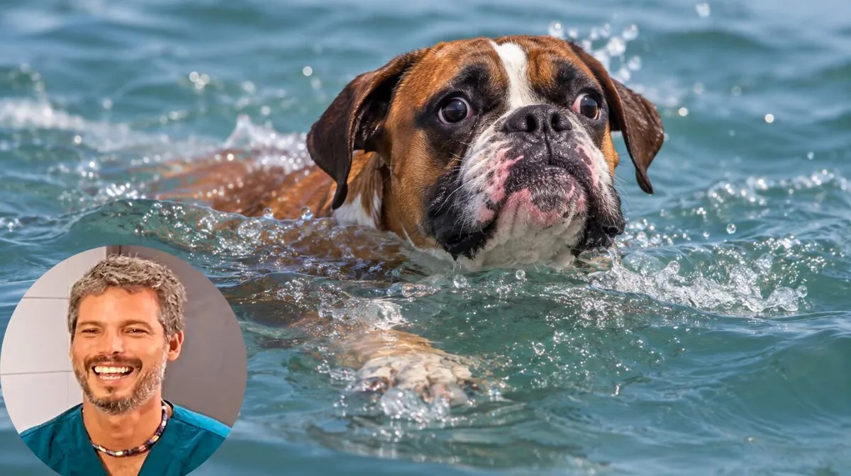 Pancho Cavero, veterinario: “No todos los perros pueden nadar, a bulldogs y boxers les cuesta mantener la cabeza fuera del agua”