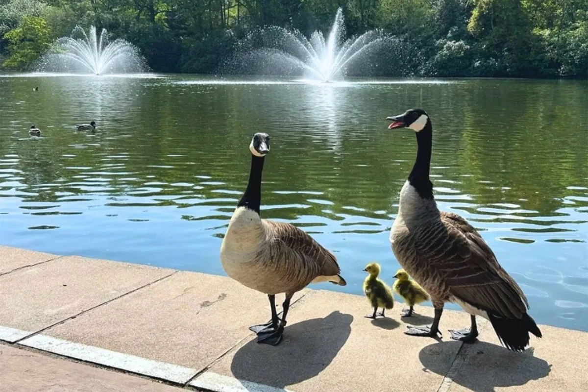 Members accuse prestigious tennis club of ‘deliberately concealing’ culling of beloved geese