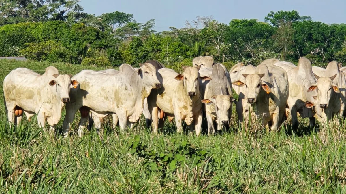 Estação de monta: veterinário lista cuidados para preparar o gado; confira