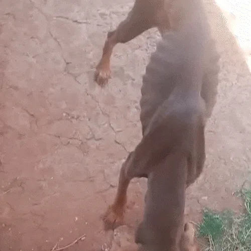 Cachorro é encontrado com sinais de maus-tratos em terreno na Mata do Jacinto