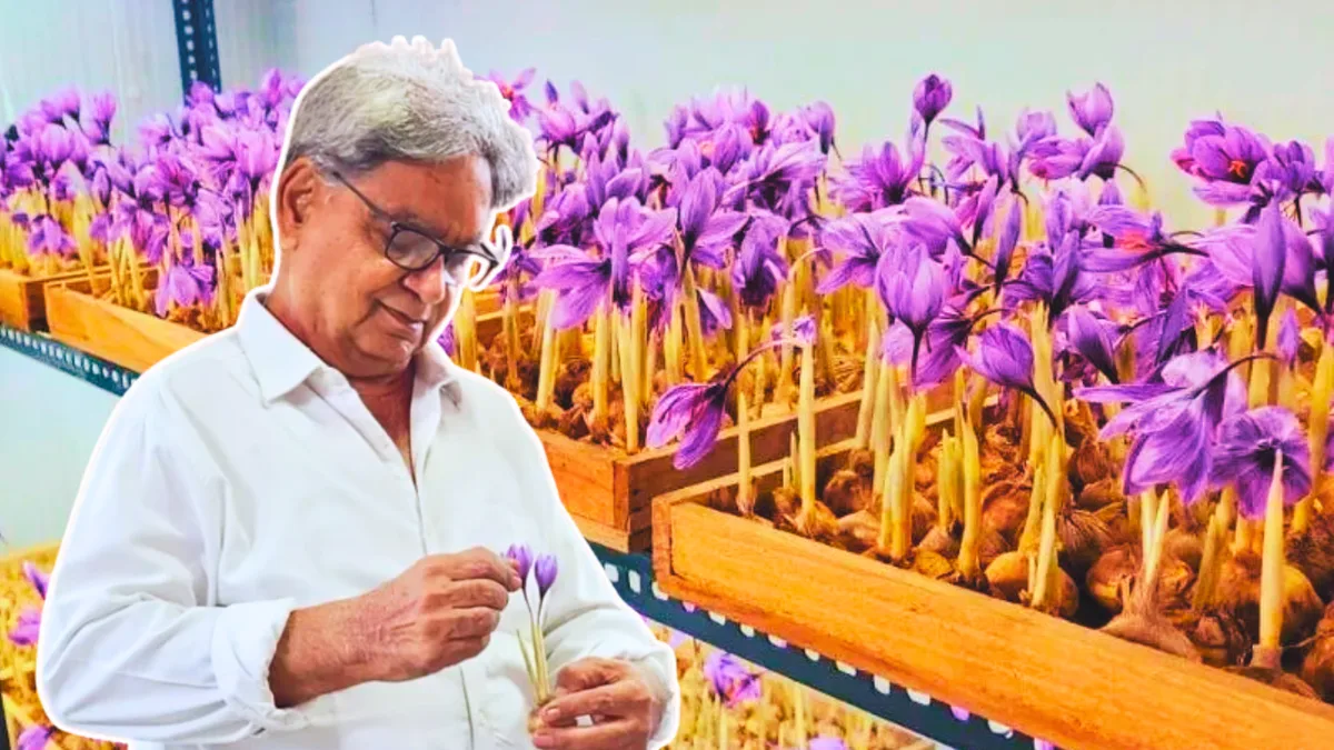 Noida man grows saffron indoors after Rs 6 lakh investment; earns Rs 3.5 lakh/month