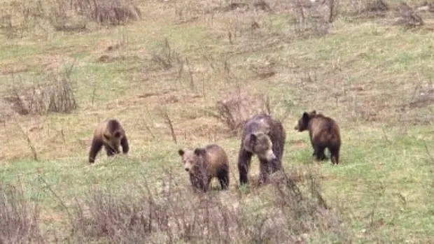Young grizzly bear with limp killed in Nelson, B.C., sparks rally