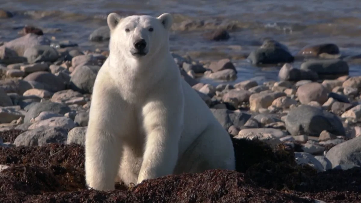 Der Politik-Vodcast - Vertraulich! - „80 Prozent der Eisbären würden EU-Mitglieder“