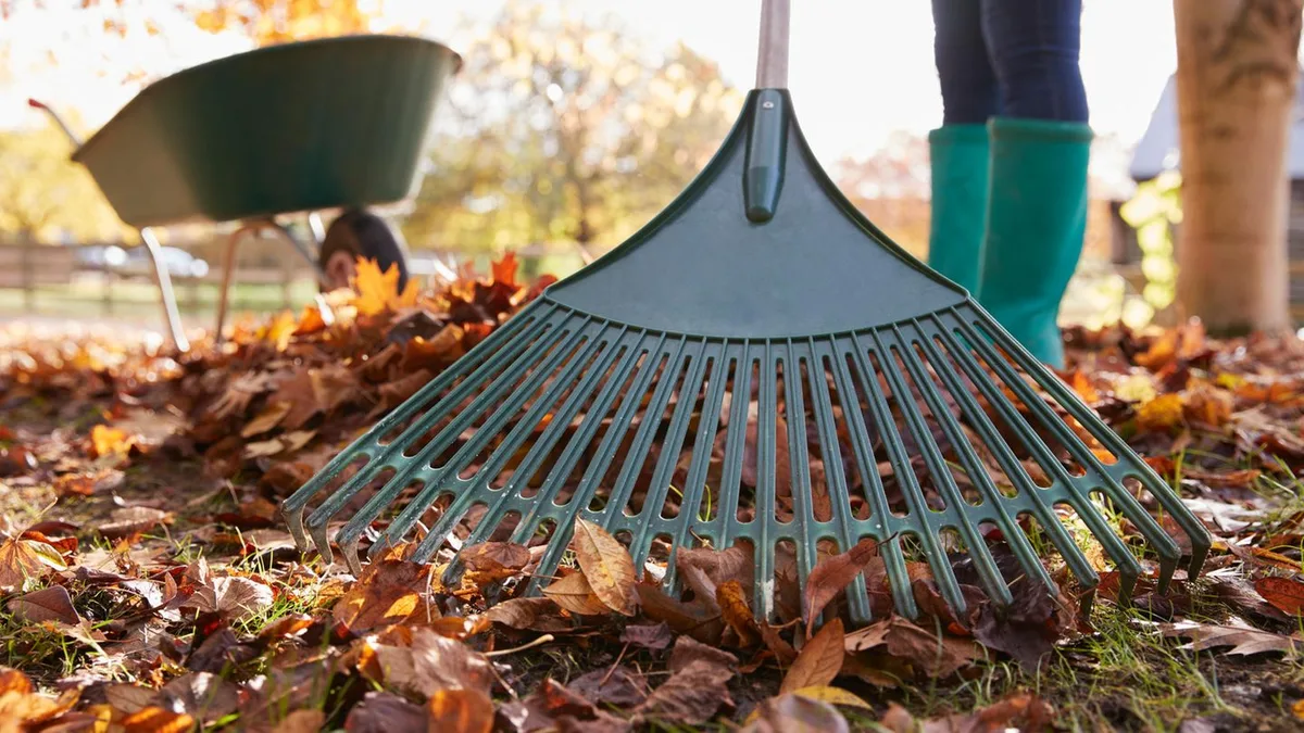 Goldener Herbst: Bunter Blätterregen: Warum ein Laubrechen jetzt wichtig ist