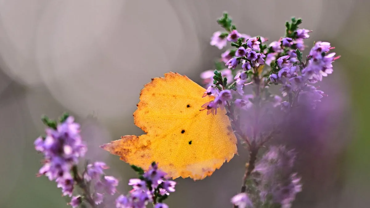 Goldene Jahreszeit: Herbst, wir kommen! 18 Ideen für Ihre Herbst-Bucket-List