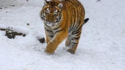 Un homme meurt après l'attaque d'un tigre dans un zoo britannique