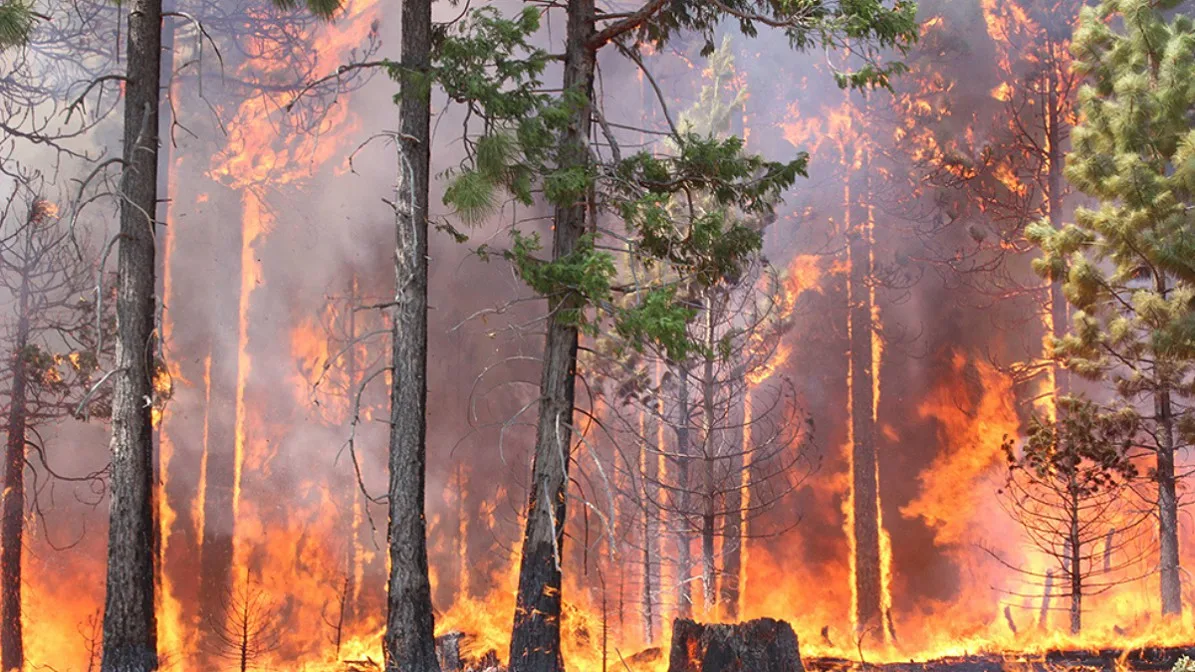 Associações alertam que eucaliptos e El Niño são “ingredientes para o desastre” ao agravar risco de incêndio