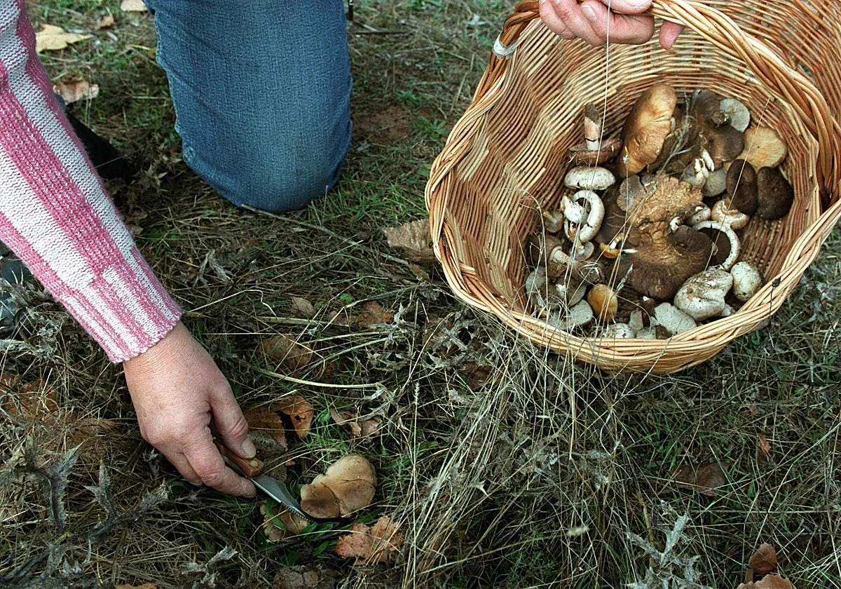 'Setas de Castilla y León', una marca para garantizar la calidad y la trazabilidad