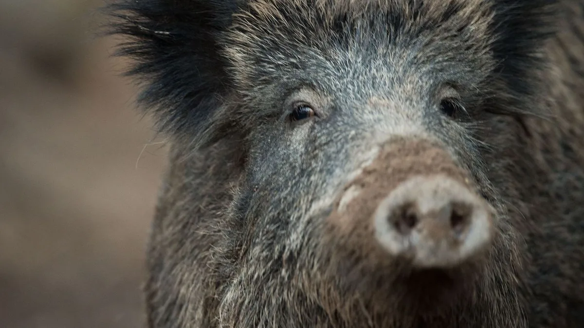Wildtiere: Ungebetene Gäste - Wildschweine verwüsten Grabstätten
