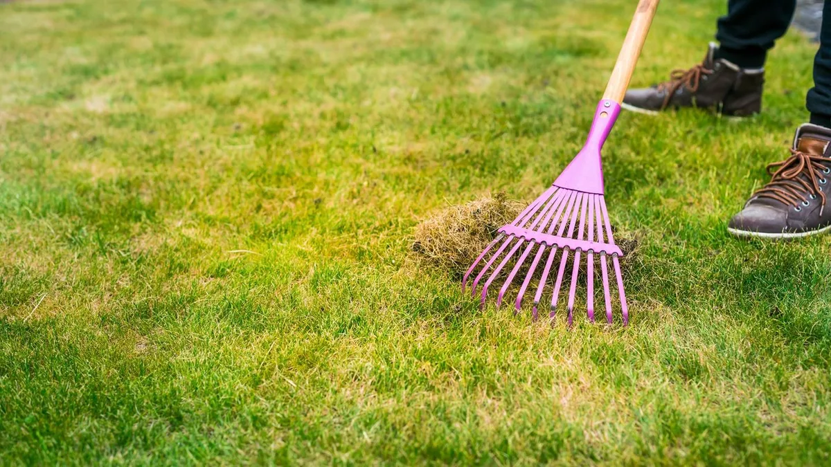 Garten: Dieses einfache Hausmittel ist die Lösung gegen Moos im Rasen