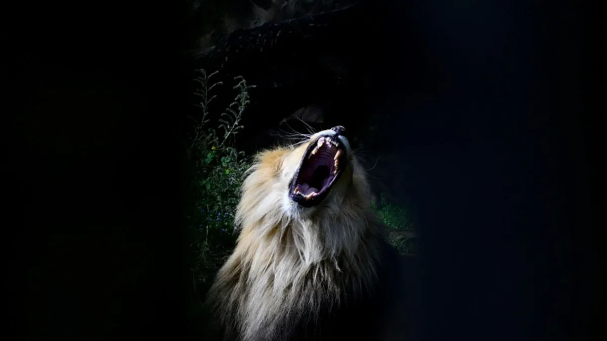 König der Tiere