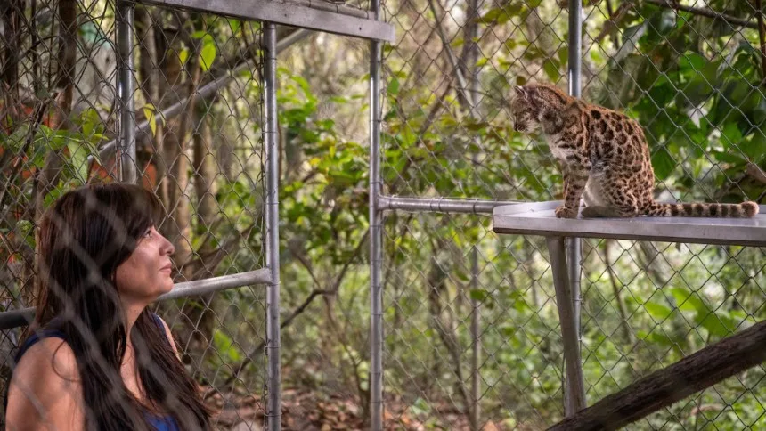 EN FOTOS: Descubre la nueva especie de gatito que la National Geographic confirmó en Bolivia