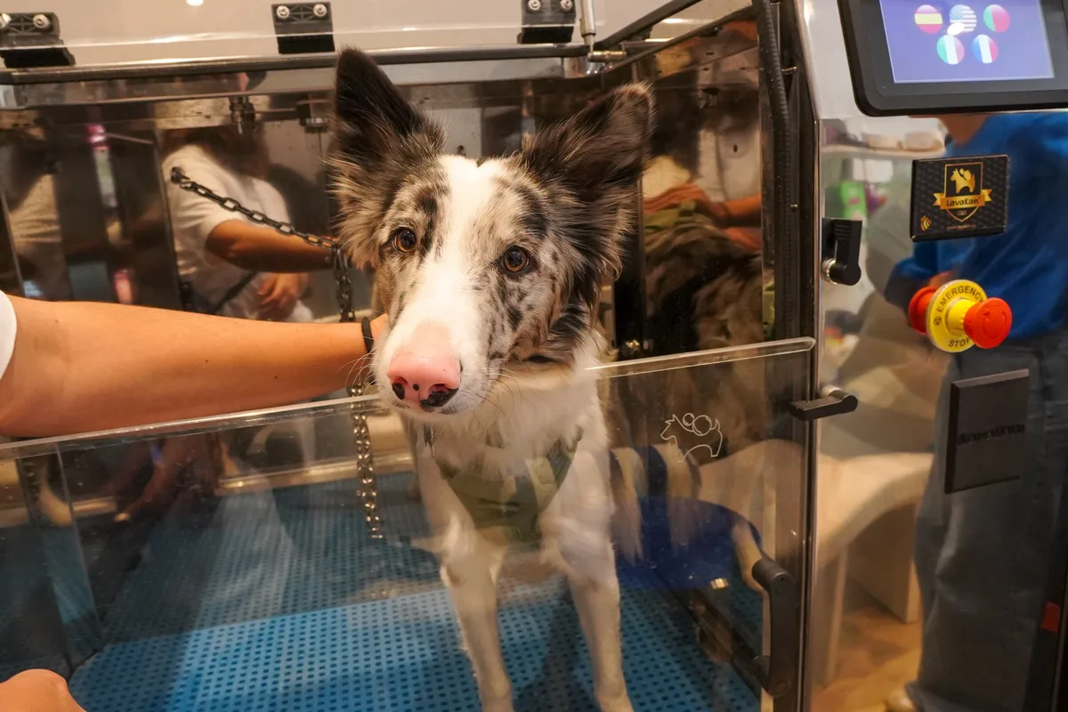 El negocio millonario que crece detrás de las mascotas