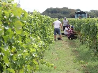 REPORTAGE. En pleines vendanges, les vins de Bordeaux à la recherche de nouveaux horizons