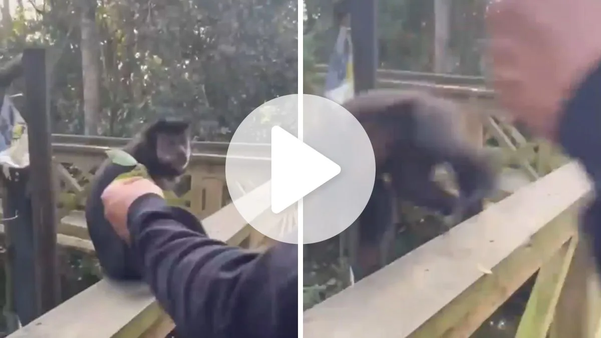 Suspeitos de dar tapa em macaco e gravar em parque de SC prestam depoimento e mulher diz que não sabia que era crime