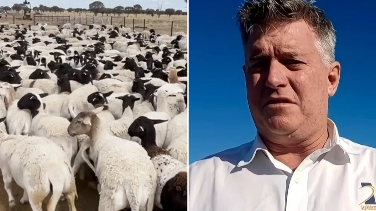 Worker shortage may have allowed $1.7m sheep theft to go undetected for months