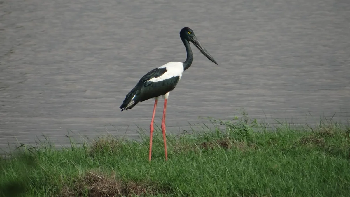Gujarat's Khijadiya Sanctuary Confirmed As Key Black-Necked Stork Site