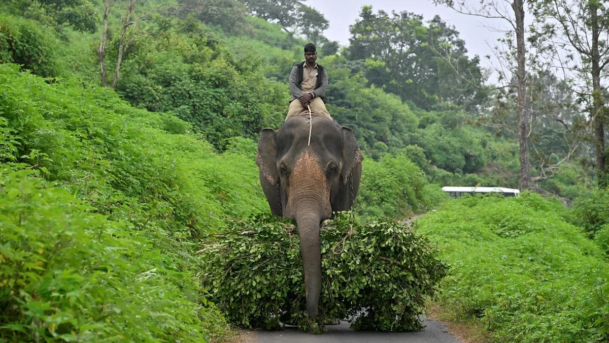 Forest Department enhances safety of locals in O’Valley amid ongoing tiger capture efforts