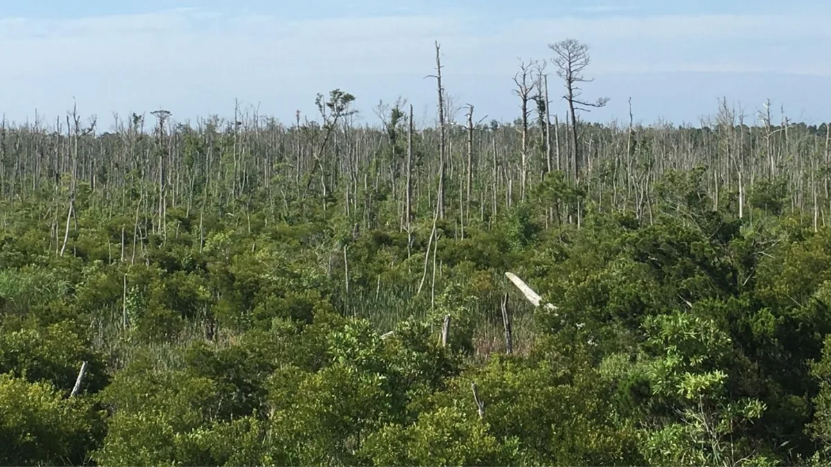 Coastal Forest Loss Speeds Up: Albemarle Peninsula trees retreat 21%; ghost forests spread faster