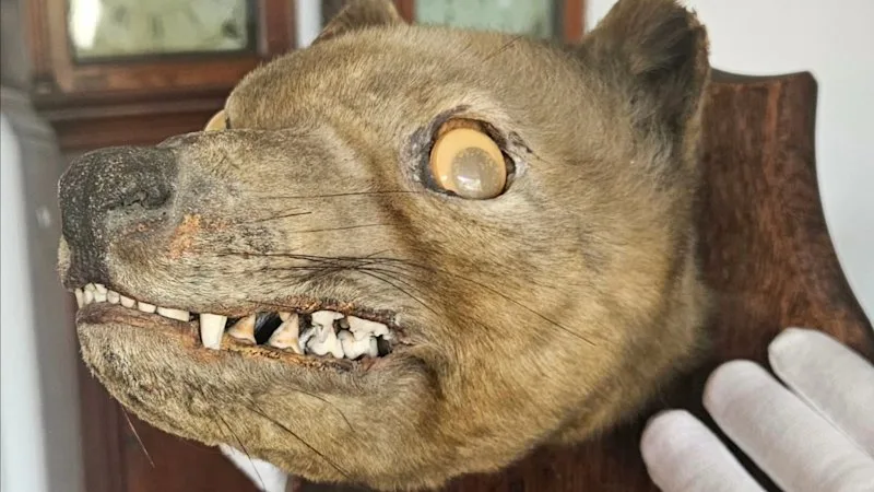 ‘Holy grail’: Googly eyed ‘stuffed fox’ sold at antiques fair identified as a Tasmanian tiger