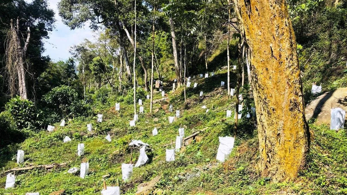 KAU sets up coca garden to provide better saplings to farmers in Idukki