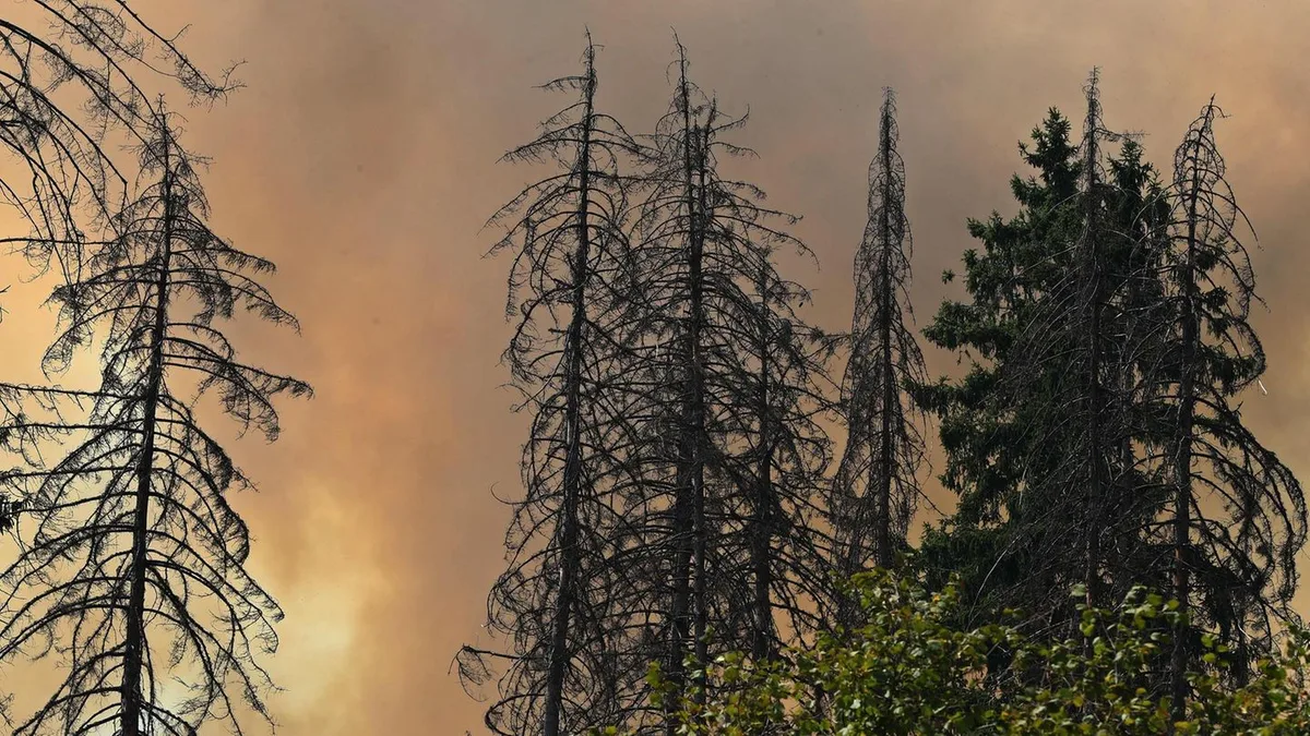Feuergefahr: So verhalten Sie sich richtig bei einem Waldbrand