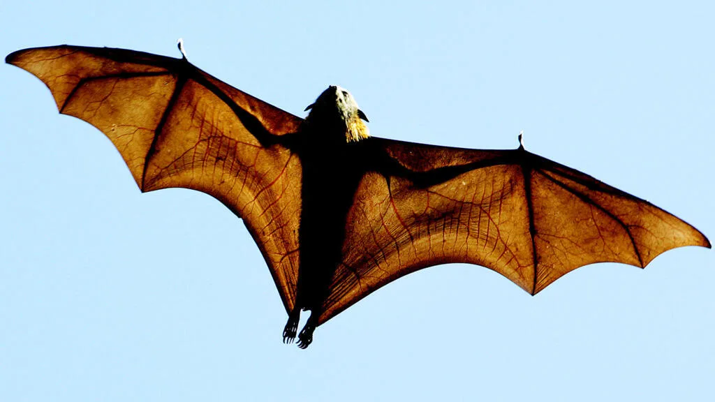 Australie: les chauve-souris, des remparts face à la désertification