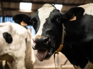 ENTRETIEN. « Des risques d’avortements ou de veaux mal formés » : un nouveau virus touche les vaches en France cet été
