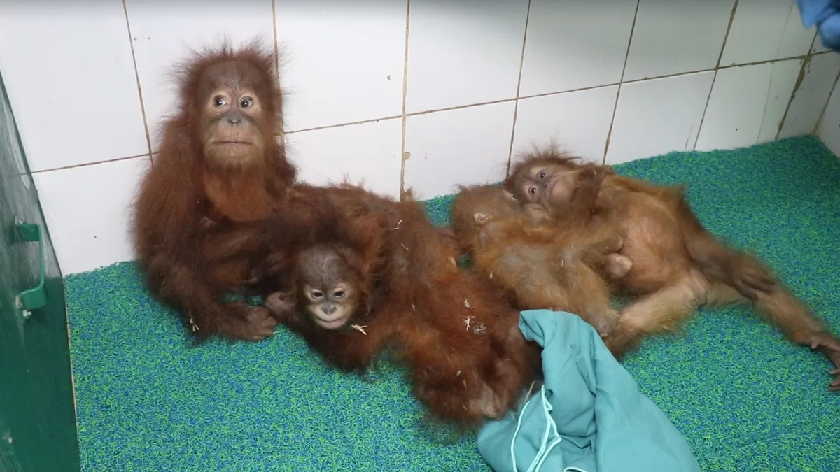 Odisha government awaits Central Zoo nod to keep 5 rescued orangutans at Nandankanan