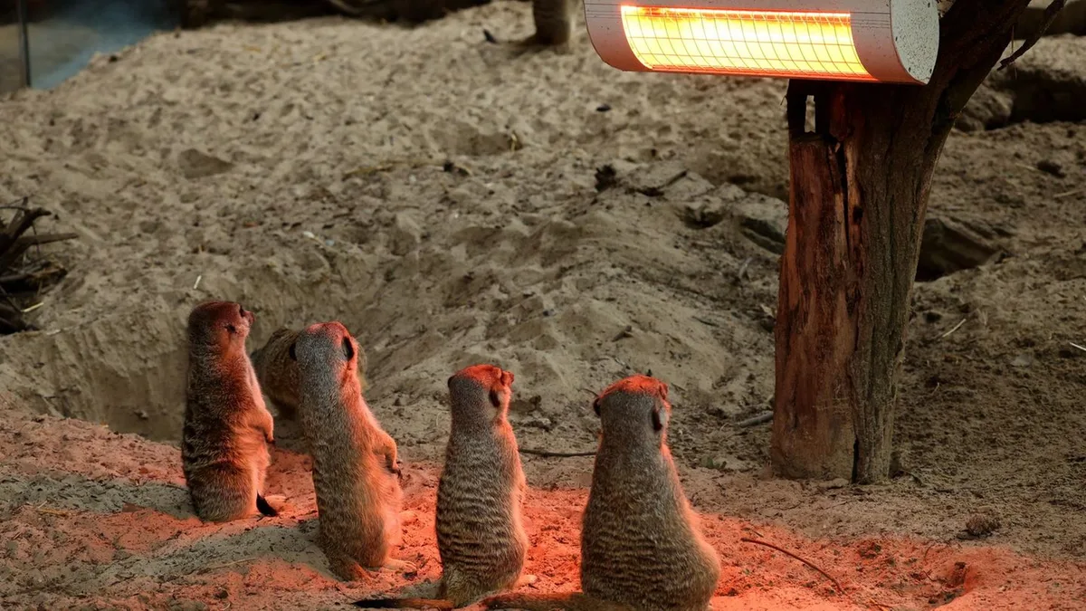 Erdmännchen und Klippschliefer: Ab auf die Wärmplatte - Zootiere und der Herbst