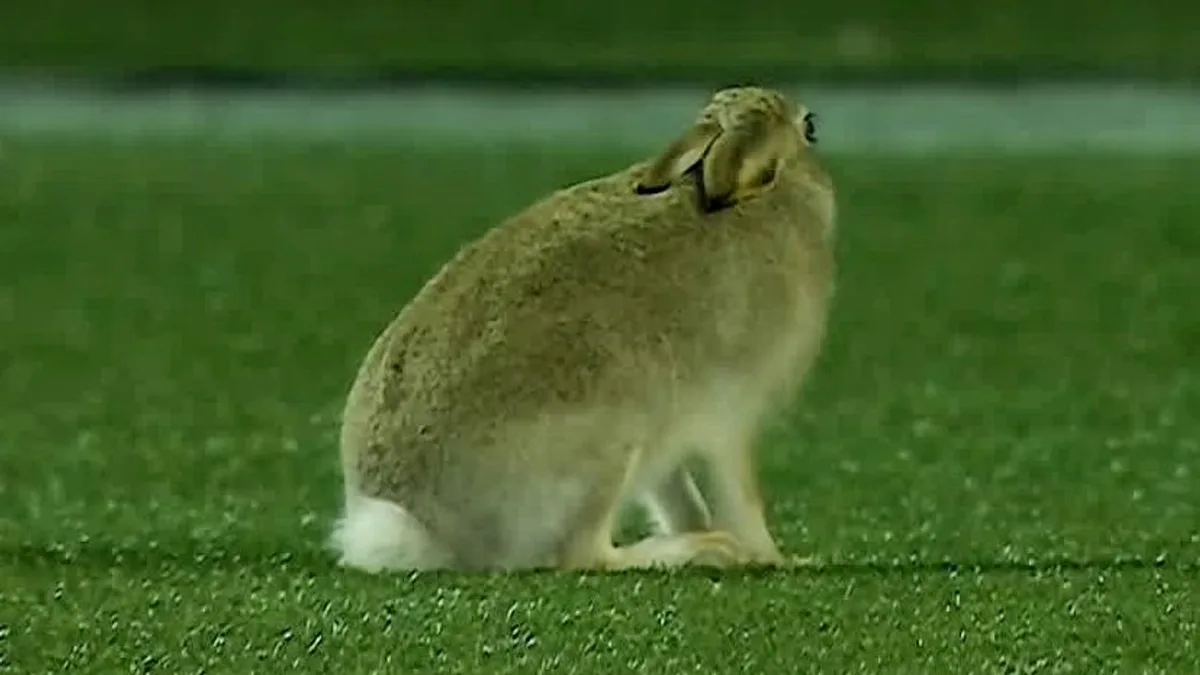Furry friends make unscheduled CFL debut at Stampeders game