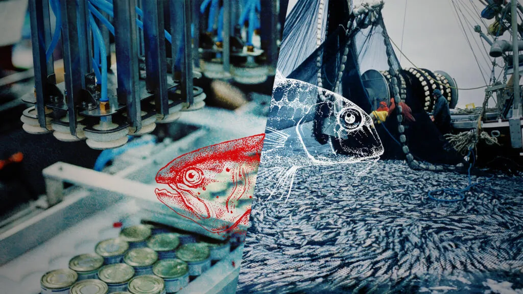 Pression sur les océans, farine de poisson… La face cachée des produits de la mer vendus en France