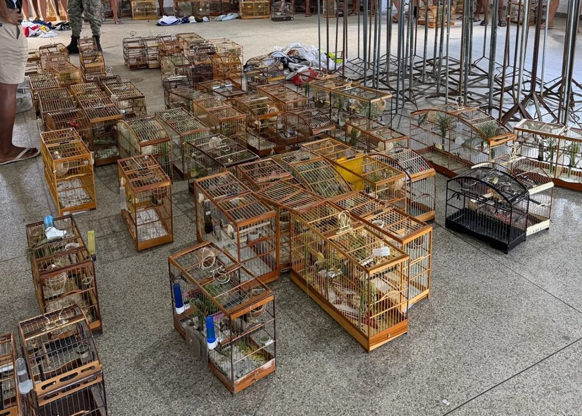 Mais de 90 aves são apreendidas e 35 pessoas são conduzidas à delegacia após denúncia de torneio irregular de pássaros em Salvador