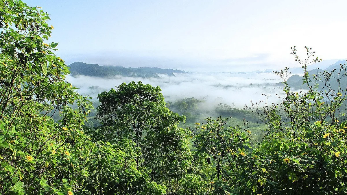 Brasil perdeu 14% da cobertura de vegetação nativa em 41 anos