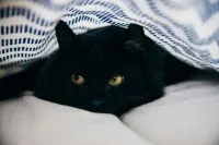 Em meio ao calor no Japão, donos de pets recorrem a roupas refrescantes com ventiladores