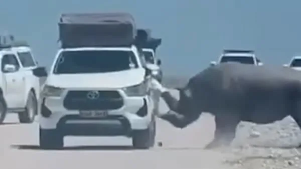 Es greift immer wieder an - Aggro-Nashorn zerfetzt Touri-Jeep