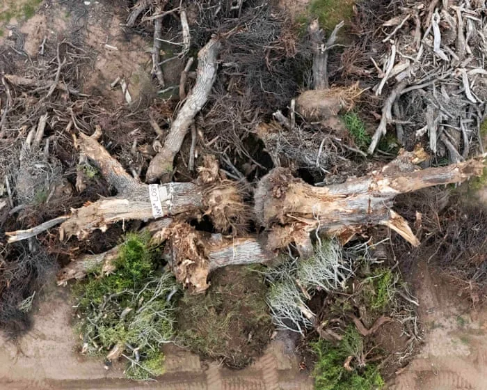 Despair after 200-year-old ‘grandmother’ tree toppled for Trump’s border wall: ‘It crushes your heart’
