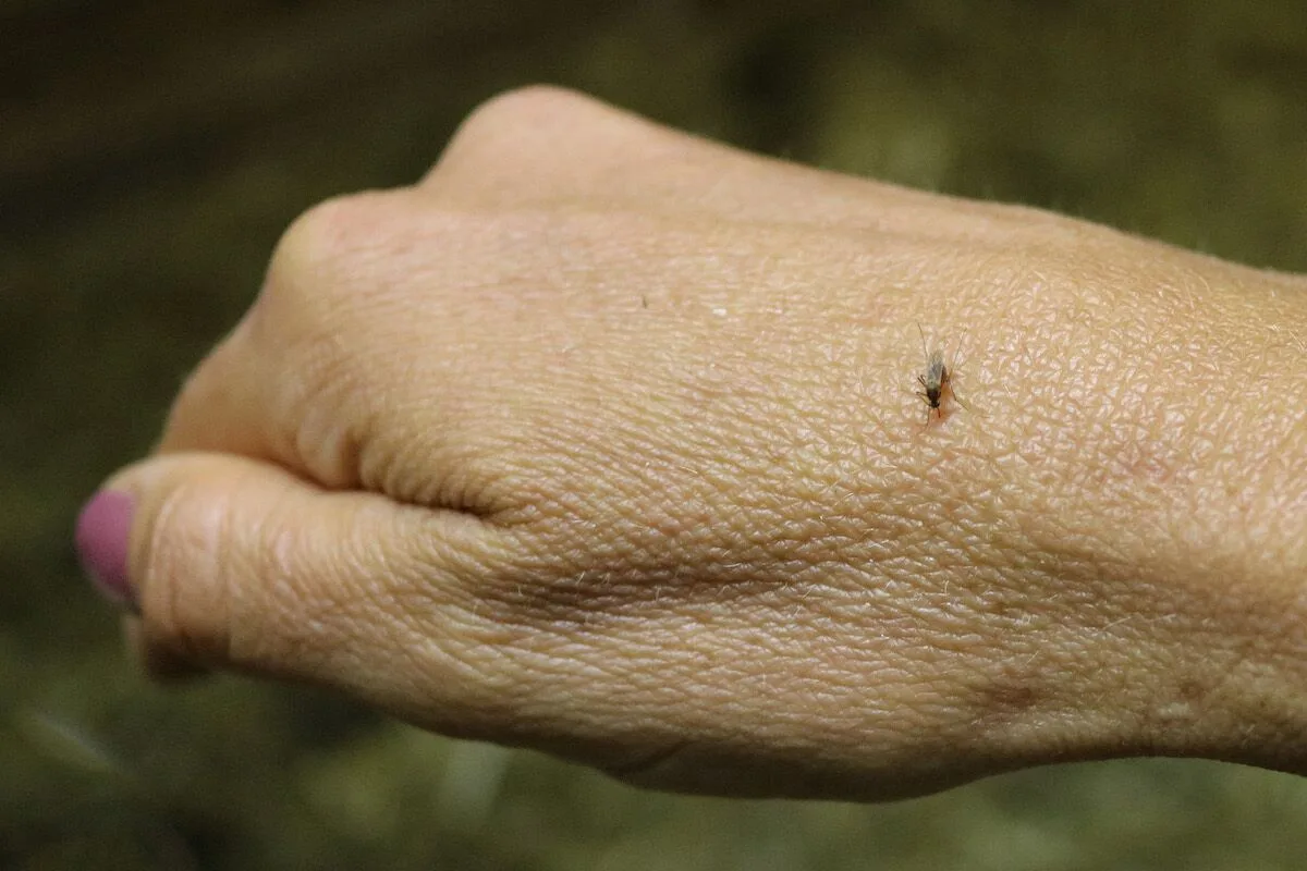 Como fugir às picadas de mosquitos e melgas (beber gin tónico não conta)
