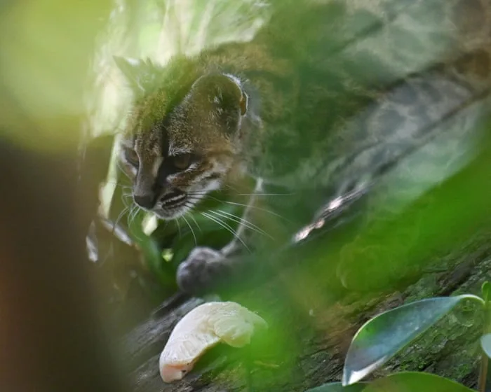 Newly identified Bolivian wildcat 'Tigrino' plays in his enclosure