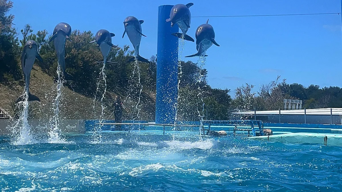 Quiebra del ex Aquarium de Mar del Plata: valuaron en USD 40.000 a cuatro pingüinos que siguen en el predio