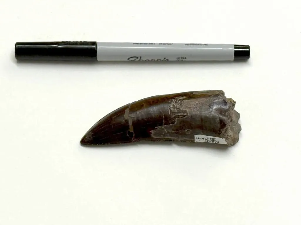 T. rex era de sangue quente? Dentes fossilizados ajudam a responder um dos mistérios dos dinossauros